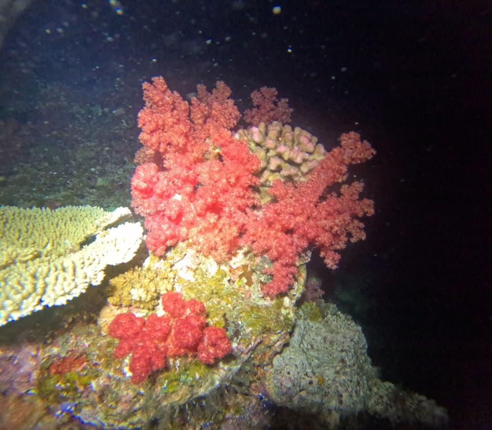 Viani Bay Resort at Dive Academy Fiji property photograph